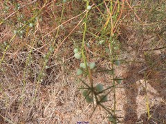 Asparagus aphyllus aphyllus