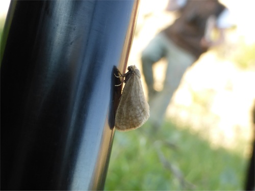 Bijugis bombycella