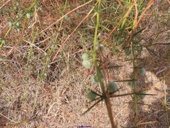 Asparagus aphyllus aphyllus