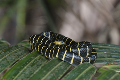 Boiga dendrophila