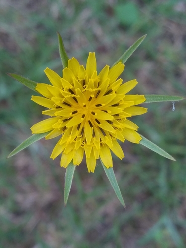 Tragopogon minor