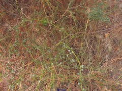 Asparagus aphyllus aphyllus