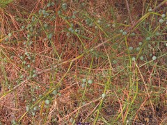 Asparagus aphyllus aphyllus