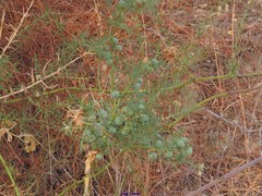 Asparagus aphyllus aphyllus