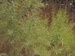 Ulex argenteus argenteus