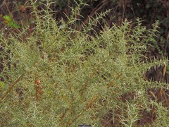 Ulex argenteus argenteus