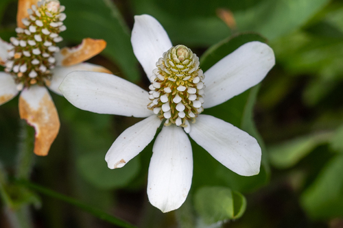 Yerba Mansa