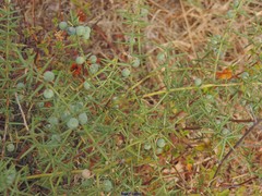 Asparagus aphyllus aphyllus