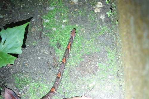 Oligodon signatus observed 2026-06-05