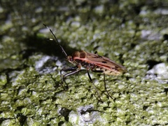 Physopelta quadriguttata