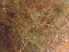 Ulex argenteus subsericeus