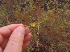 Ulex argenteus subsericeus