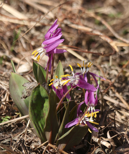 Erythronium sibiricum, photograph 1