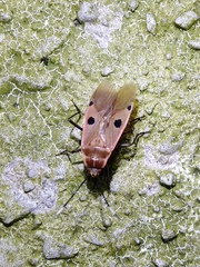 Physopelta quadriguttata