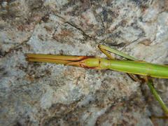 Bacillidae