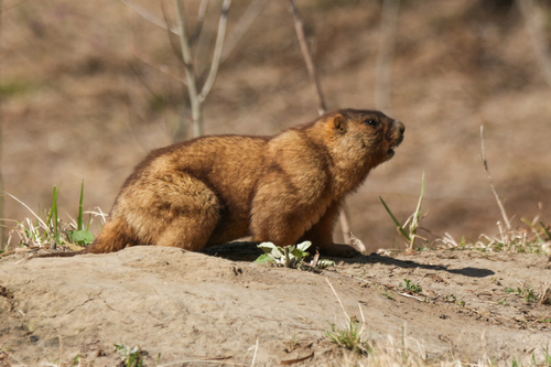 Forest Steppe Marmot