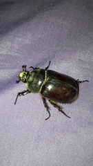 Oryctes nasicornis