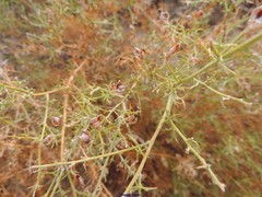 Ulex argenteus subsericeus