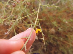 Ulex argenteus subsericeus