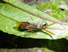 Epidaus