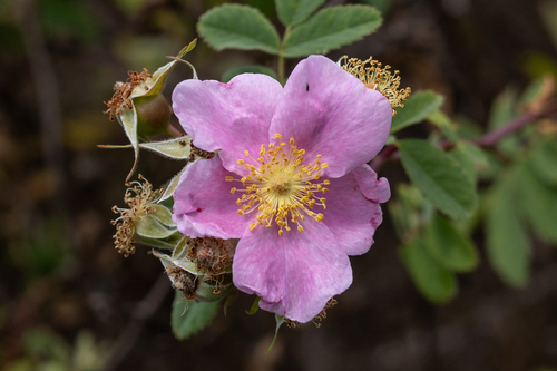 Kalifornische Wildrose