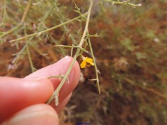 Ulex argenteus subsericeus