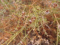 Ulex argenteus subsericeus