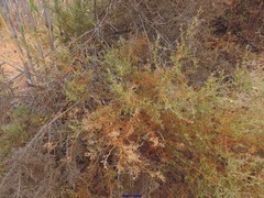 Ulex argenteus subsericeus