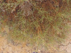 Ulex argenteus subsericeus