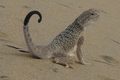 Phrynocephalus mystaceus