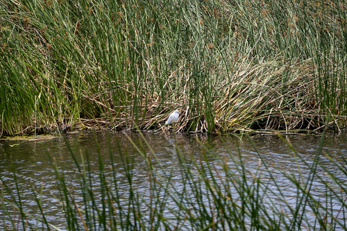 Snowy Egret