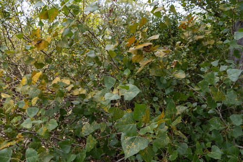 Frémont Cottonwood