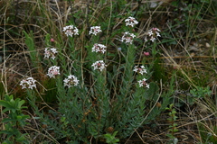 Diarthron altaica