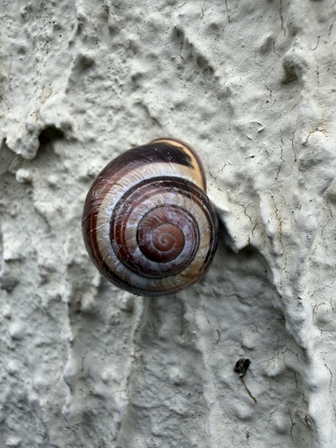 Brown-lipped Snail