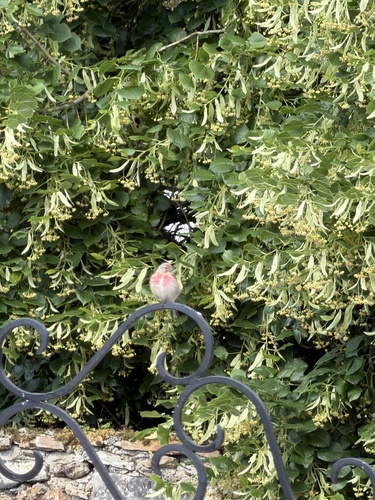 Eurasian Linnet