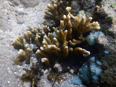 Montipora digitata
