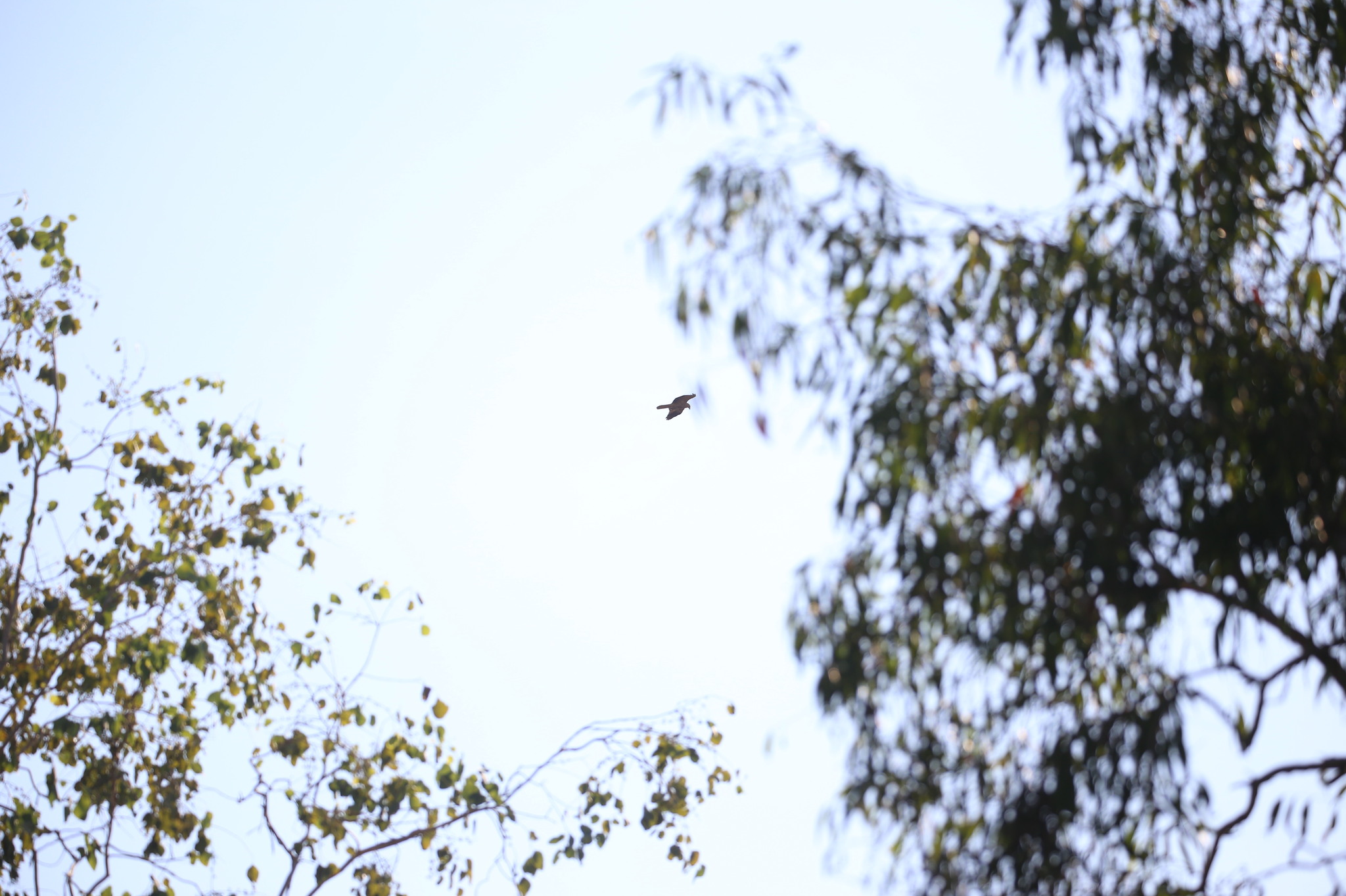 Rufous-banded Honeyeater (Conopophila albogularis), photo 9