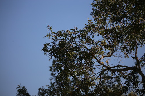 Rufous-banded Honeyeater (Conopophila albogularis), photo 9