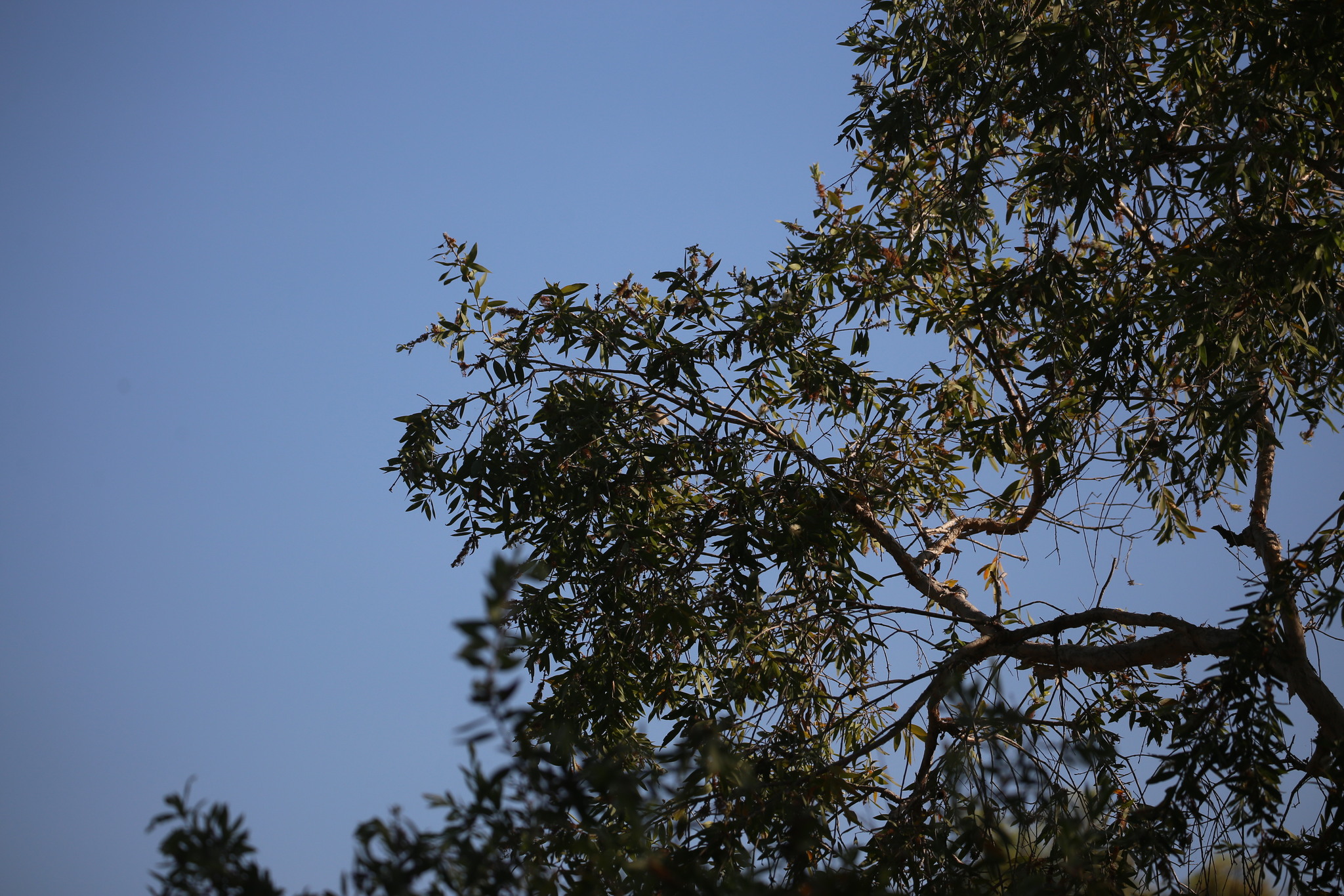 Rufous-banded Honeyeater (Conopophila albogularis), photo 10