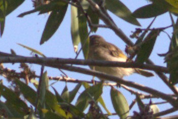 Rufous-banded Honeyeater (Conopophila albogularis), photo 8