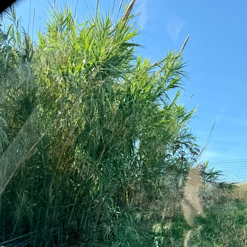 giant reed