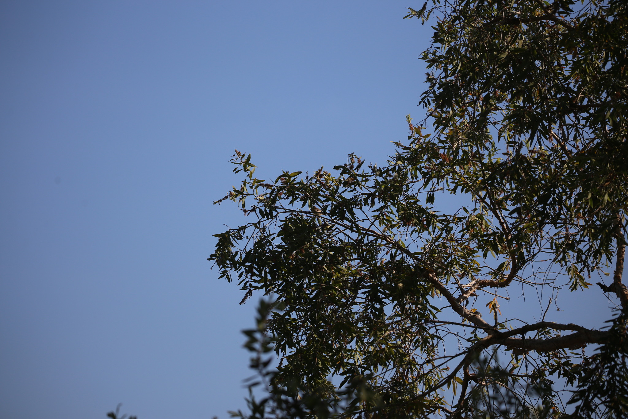 Rufous-banded Honeyeater (Conopophila albogularis), photo 7