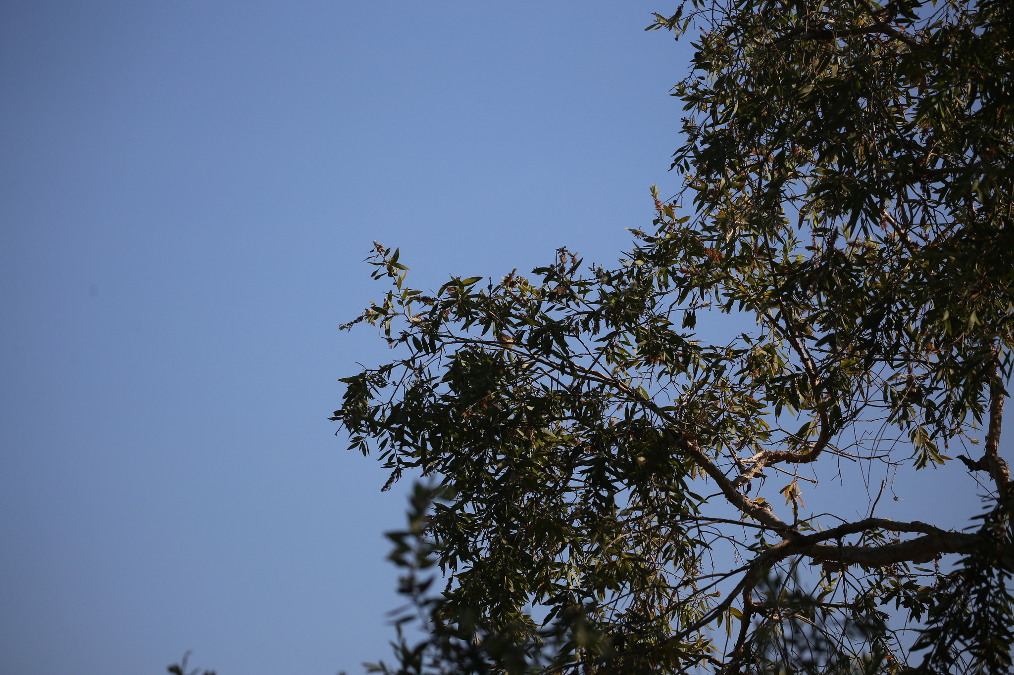 Rufous-banded Honeyeater (Conopophila albogularis), photo 3