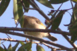 Rufous-banded Honeyeater (Conopophila albogularis), photo 2