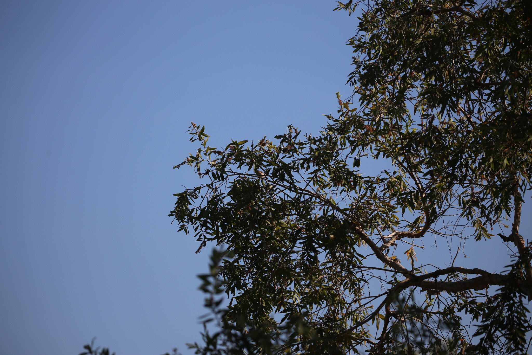 Rufous-banded Honeyeater (Conopophila albogularis), photo 6