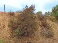 Ulex argenteus subsericeus