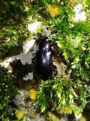 Derosphaerus exularis