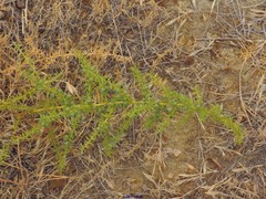 Asparagus aphyllus aphyllus