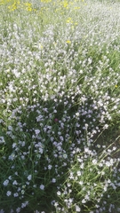 Erucaria hispanica
