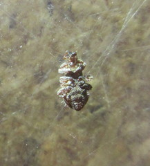 Styphlidius italicus